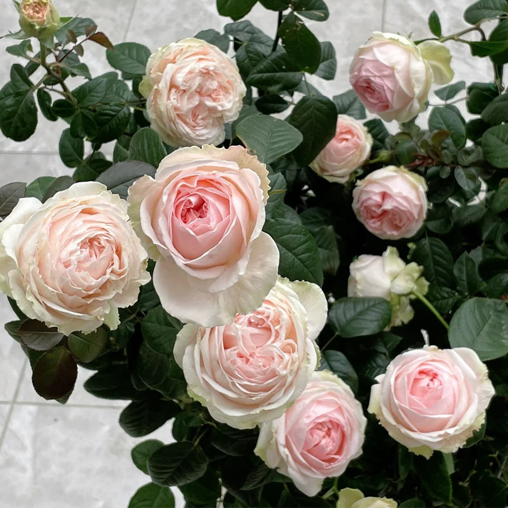 M-Nostalgic Romance Japanese Florist Shrub Rose