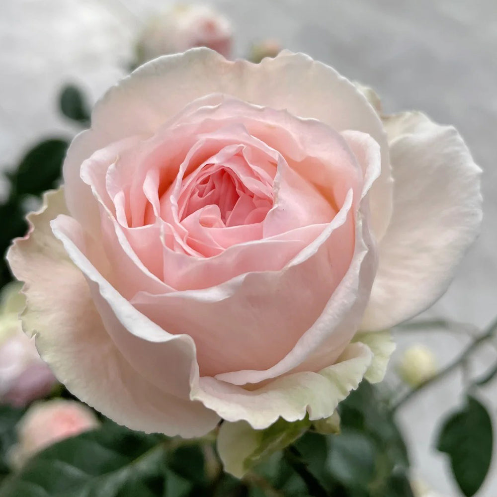 M-Nostalgic Romance Japanese Florist Shrub Rose