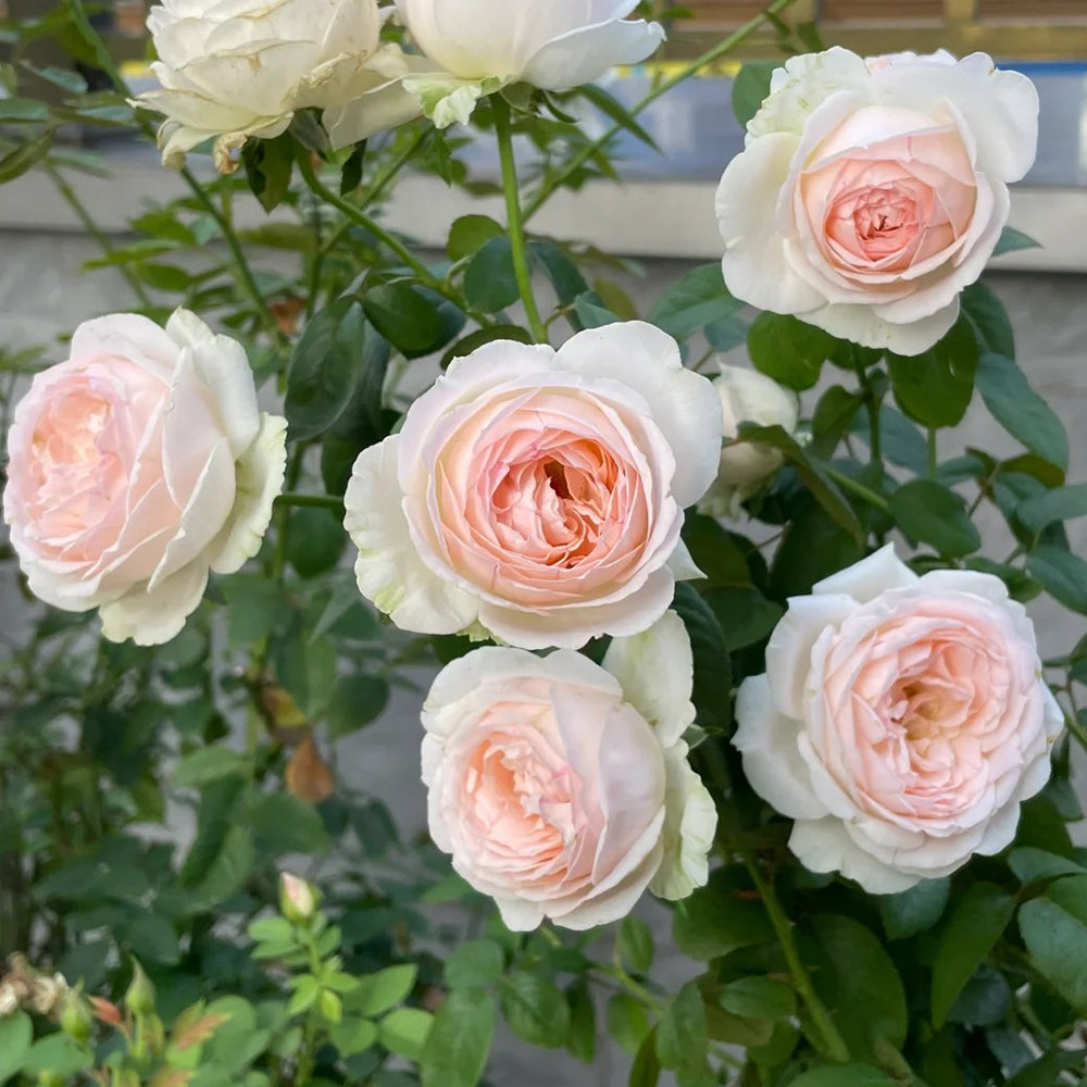 M-Nostalgic Romance Japanese Florist Shrub Rose