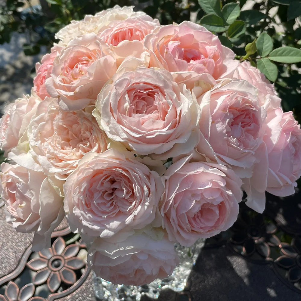 M-Nostalgic Romance Japanese Florist Shrub Rose