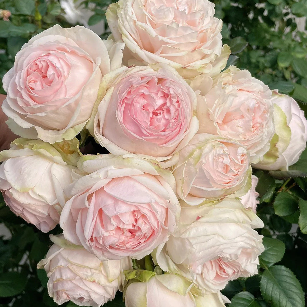 M-Nostalgic Romance Japanese Florist Shrub Rose
