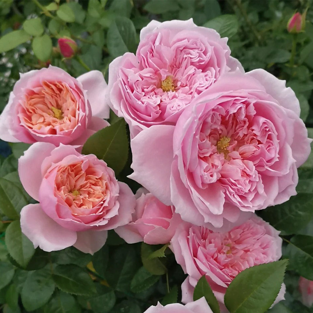 M-Vintage Coral Japanese Florist Shrub Rose
