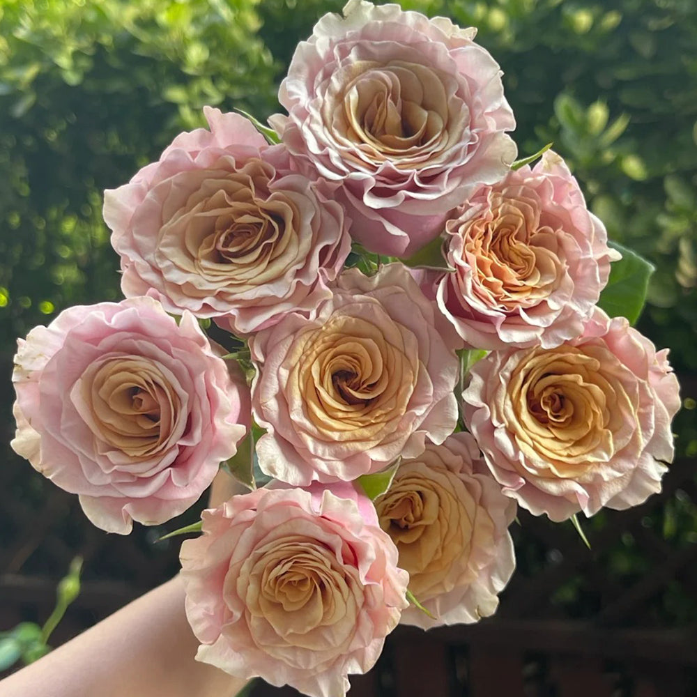 Mabella Dutch Florist Hybrid Tea Rose