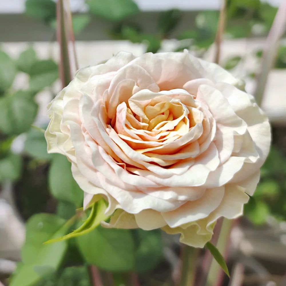 Mabella Dutch Florist Hybrid Tea Rose