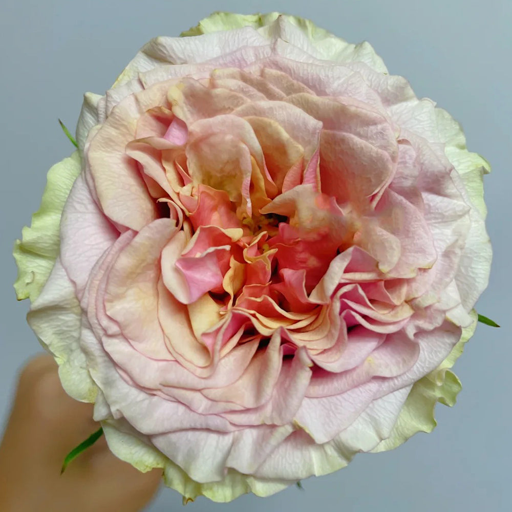 Mabella Dutch Florist Hybrid Tea Rose