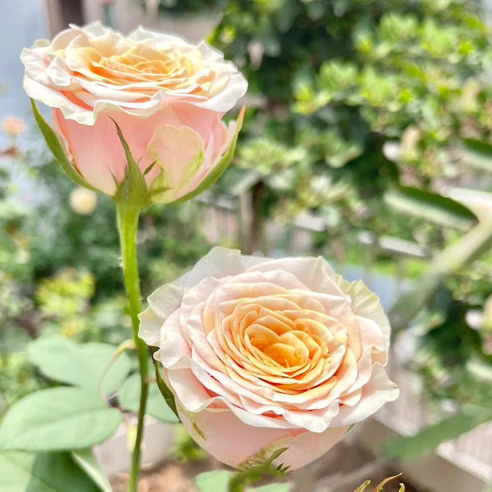 Mabella Dutch Florist Hybrid Tea Rose