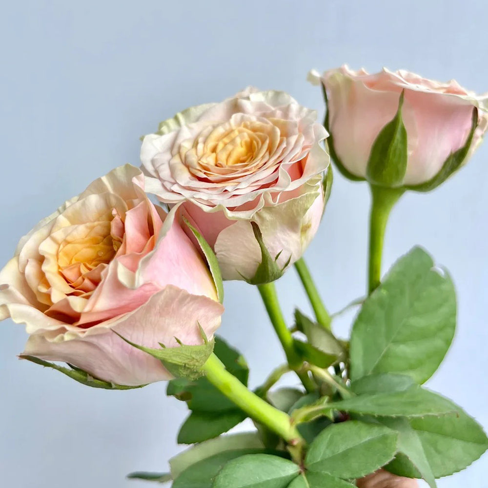 Mabella Dutch Florist Hybrid Tea Rose