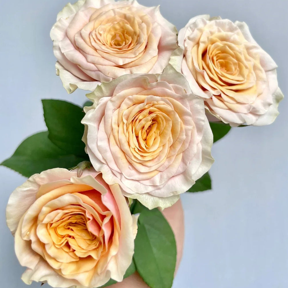 Mabella Dutch Florist Hybrid Tea Rose