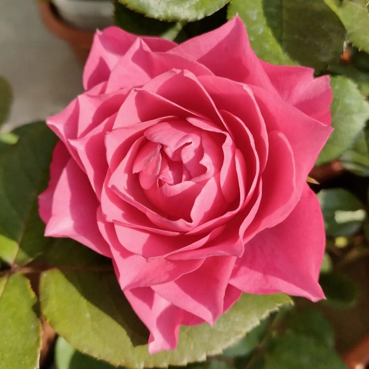 Maggiore Forever Danish Florist Shrub Rose