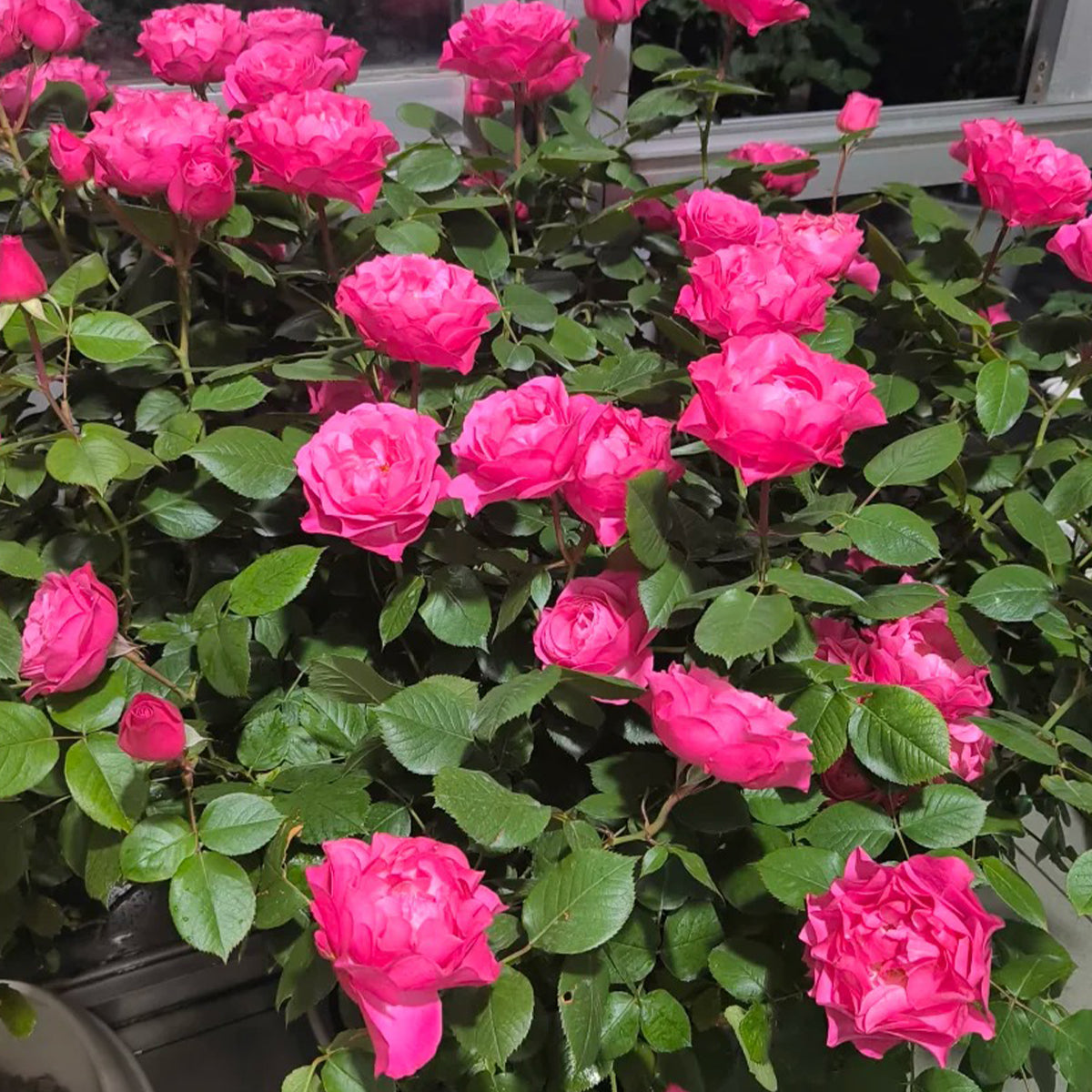 Maggiore Forever Danish Florist Shrub Rose