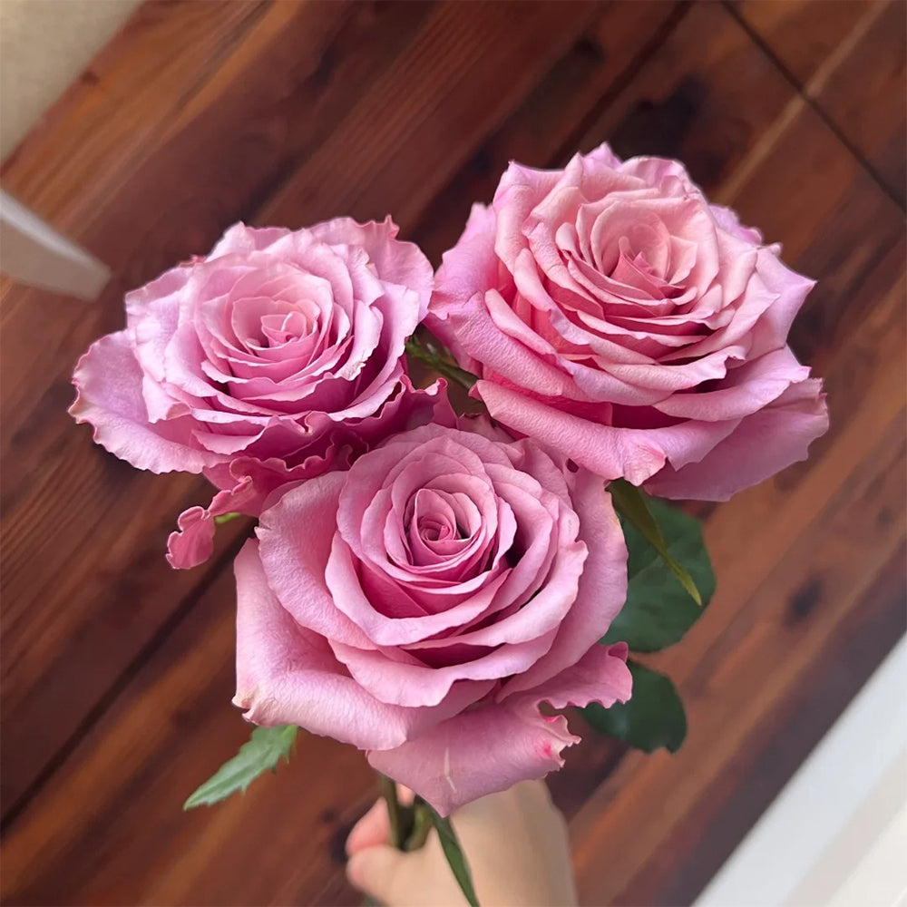 Magic Silver German Florist Shrub Rose