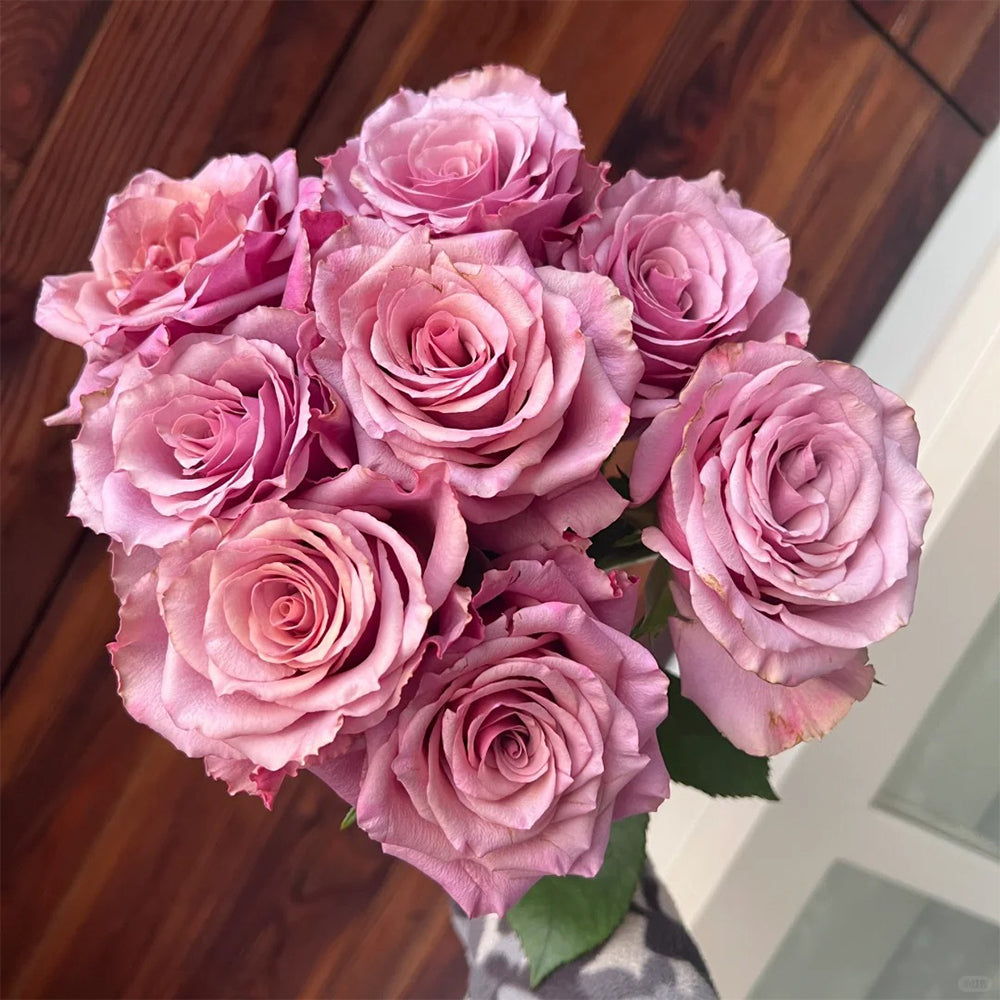 Magic Silver German Florist Shrub Rose