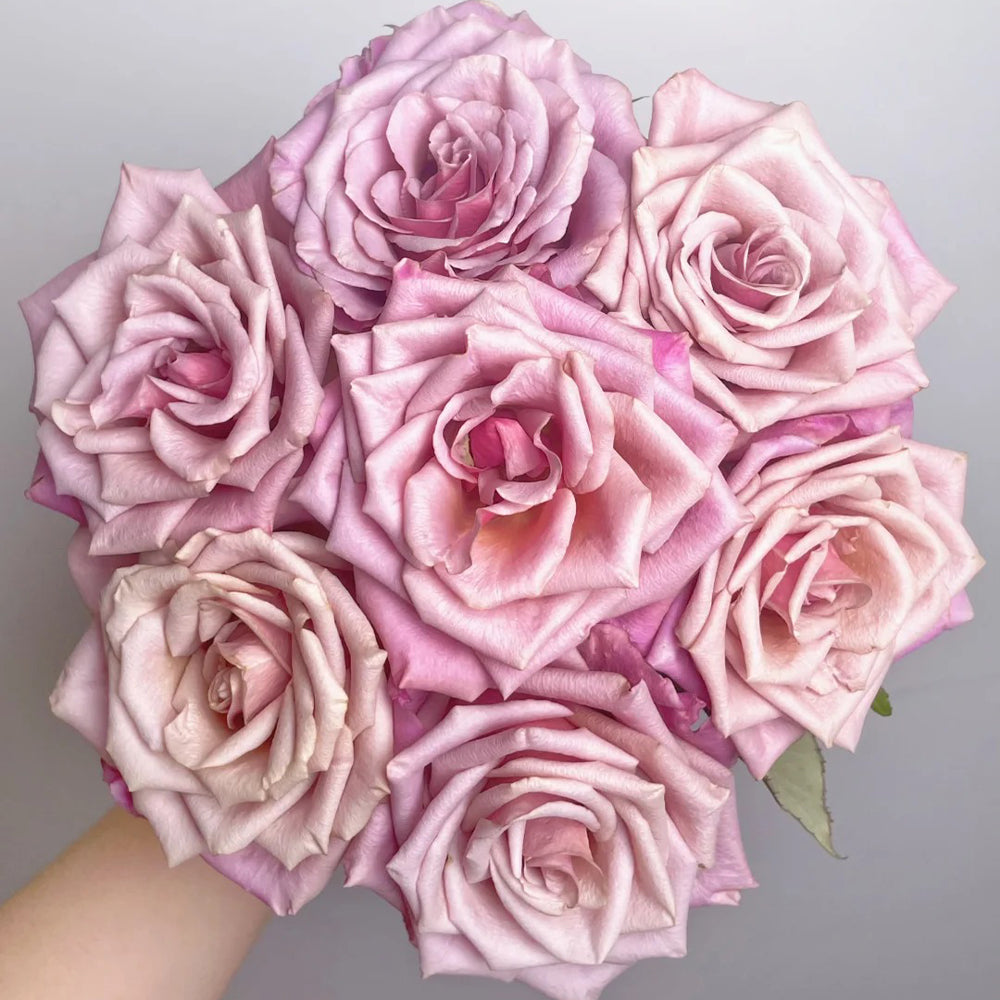 Magic Silver German Florist Shrub Rose