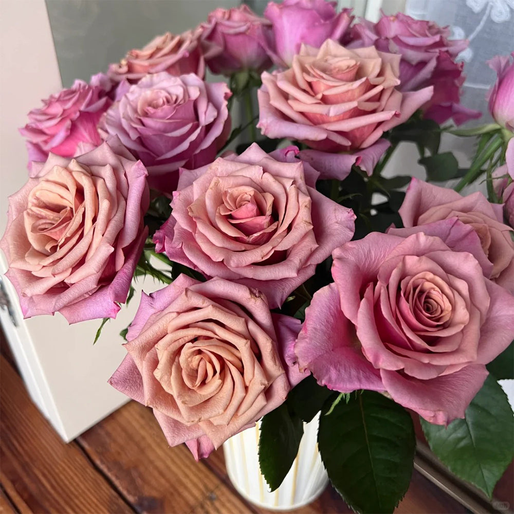 Magic Silver German Florist Shrub Rose