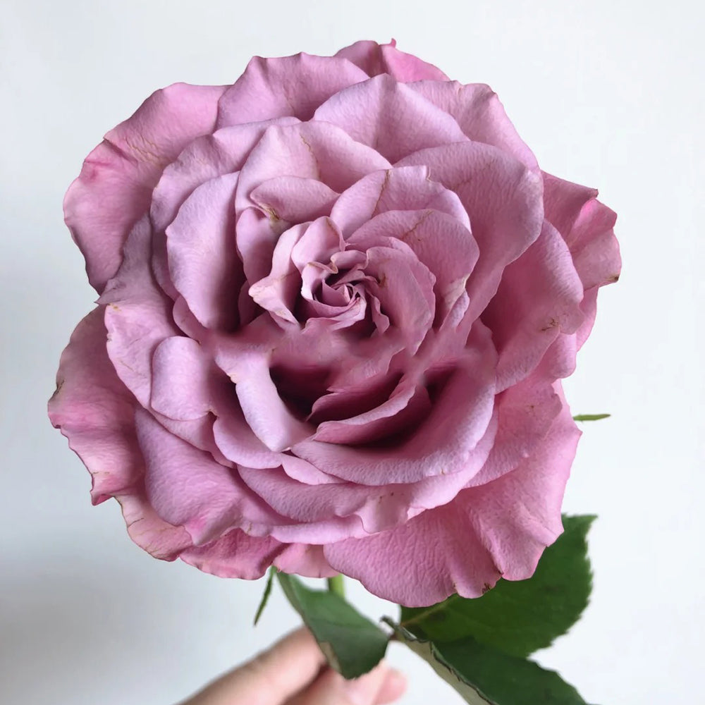 Magic Silver German Florist Shrub Rose