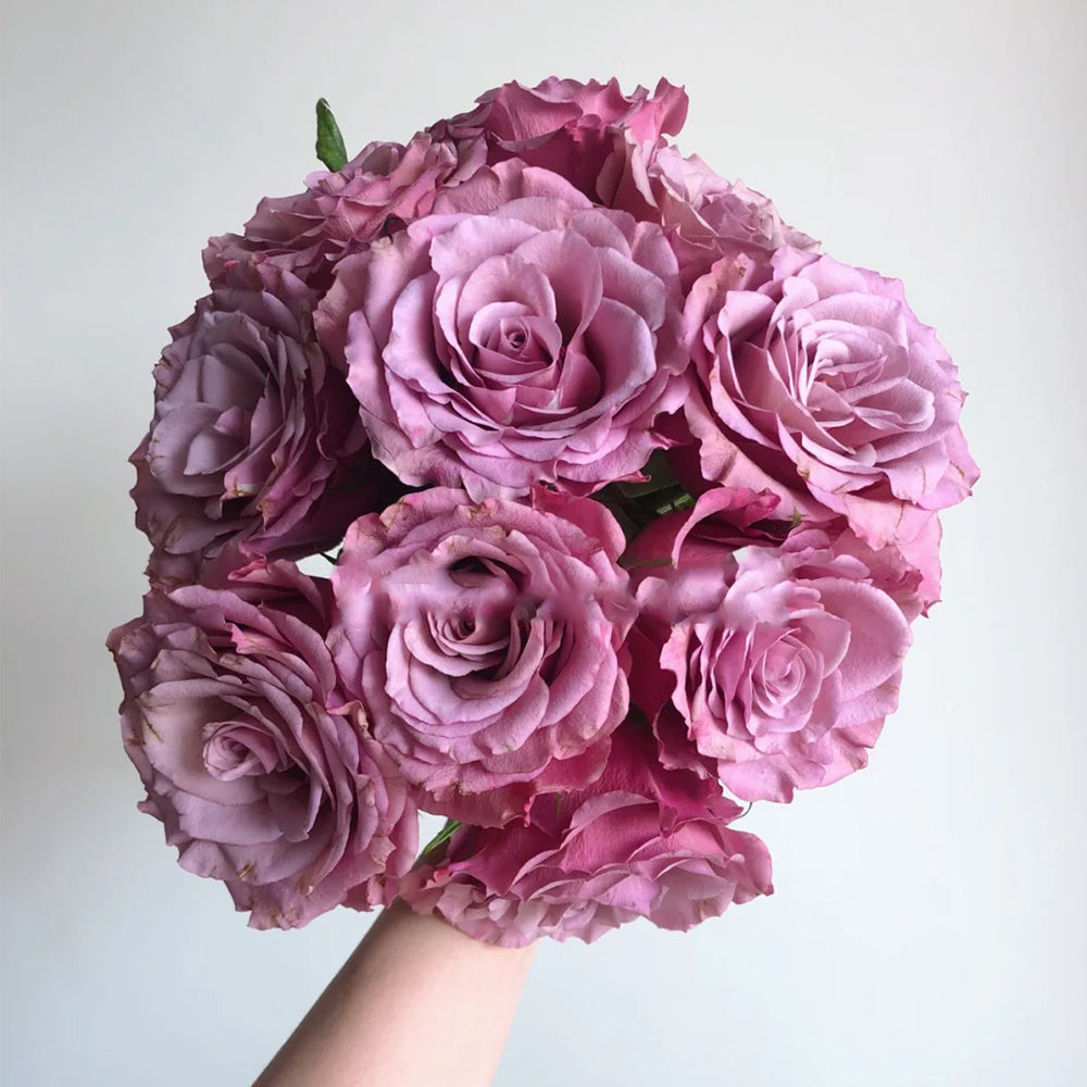 Magic Silver German Florist Shrub Rose