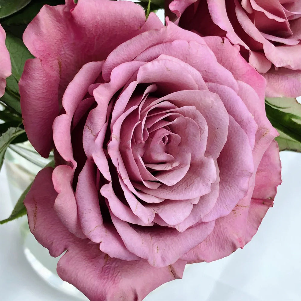 Magic Silver German Florist Shrub Rose