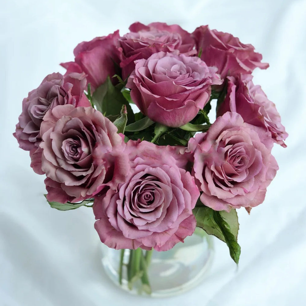 Magic Silver German Florist Shrub Rose