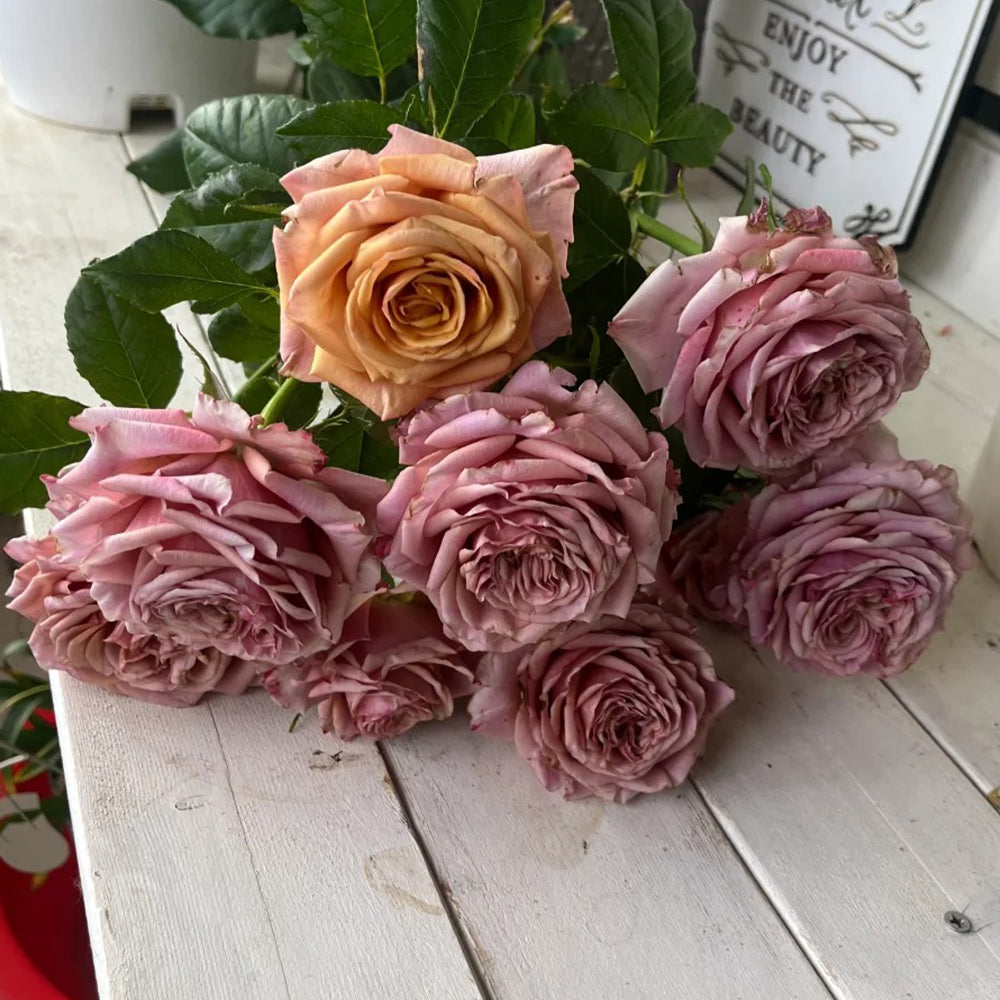 Magic Silver German Florist Shrub Rose