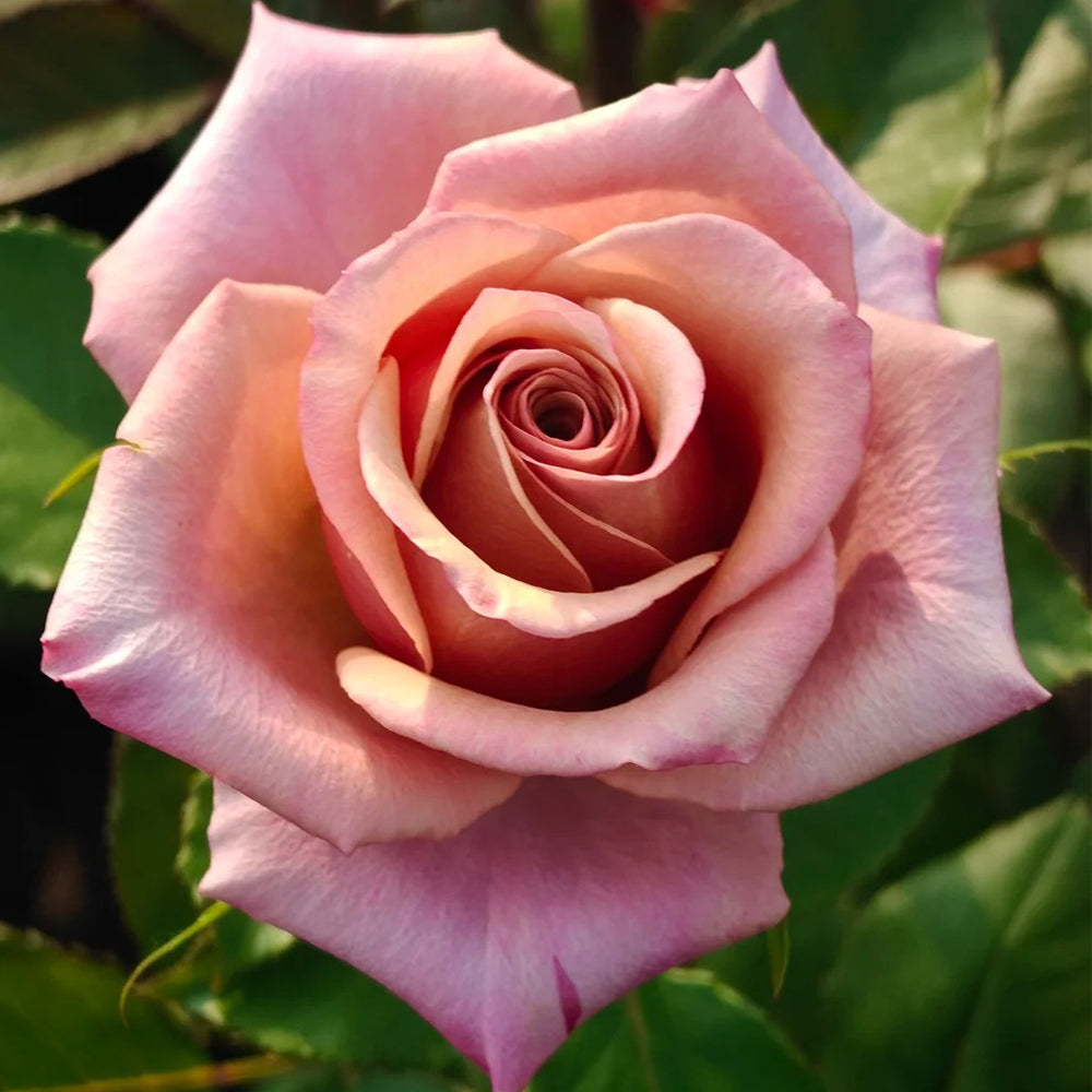 Magic Silver German Florist Shrub Rose