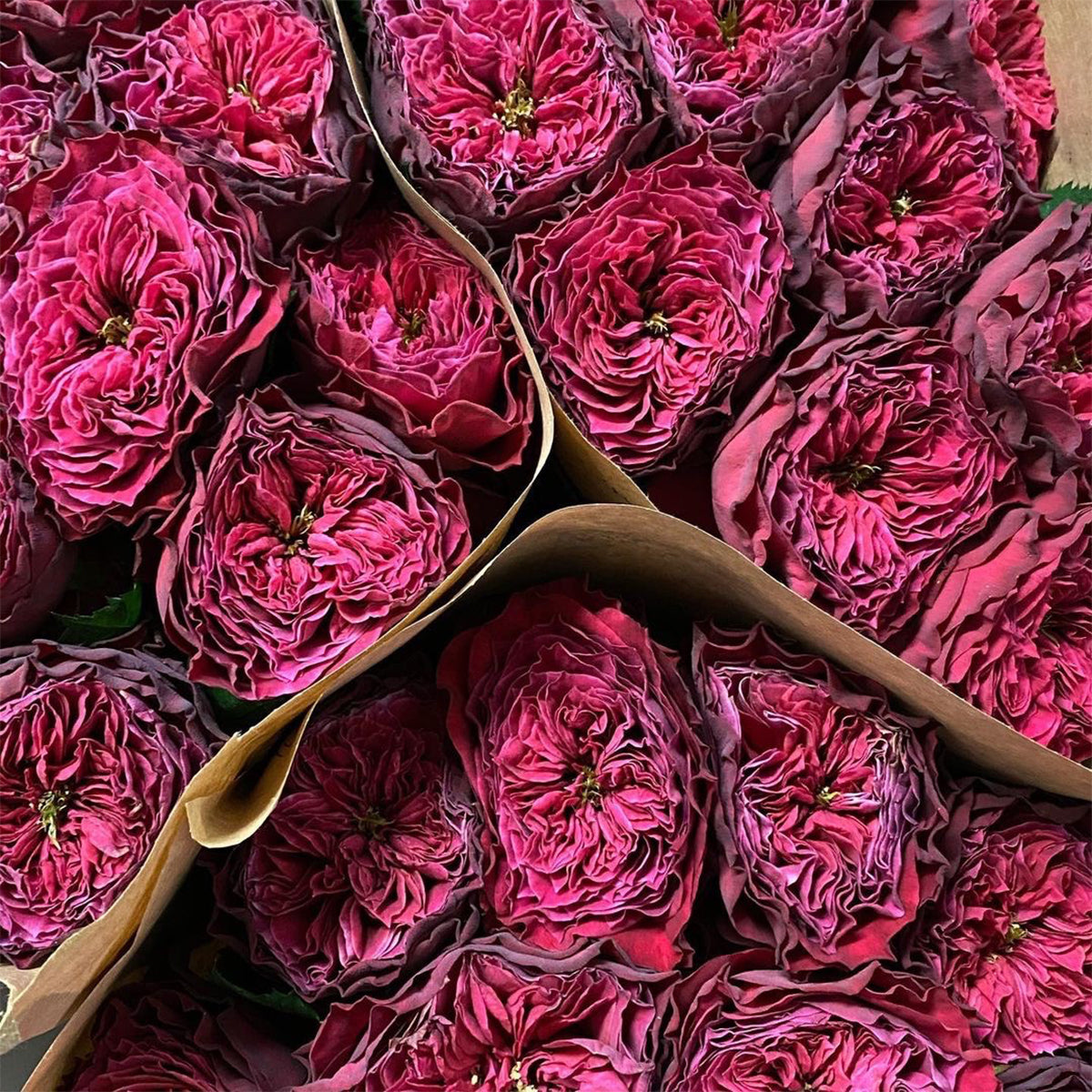 Magic Vuvuzela Dutch Florist Shrub Rose