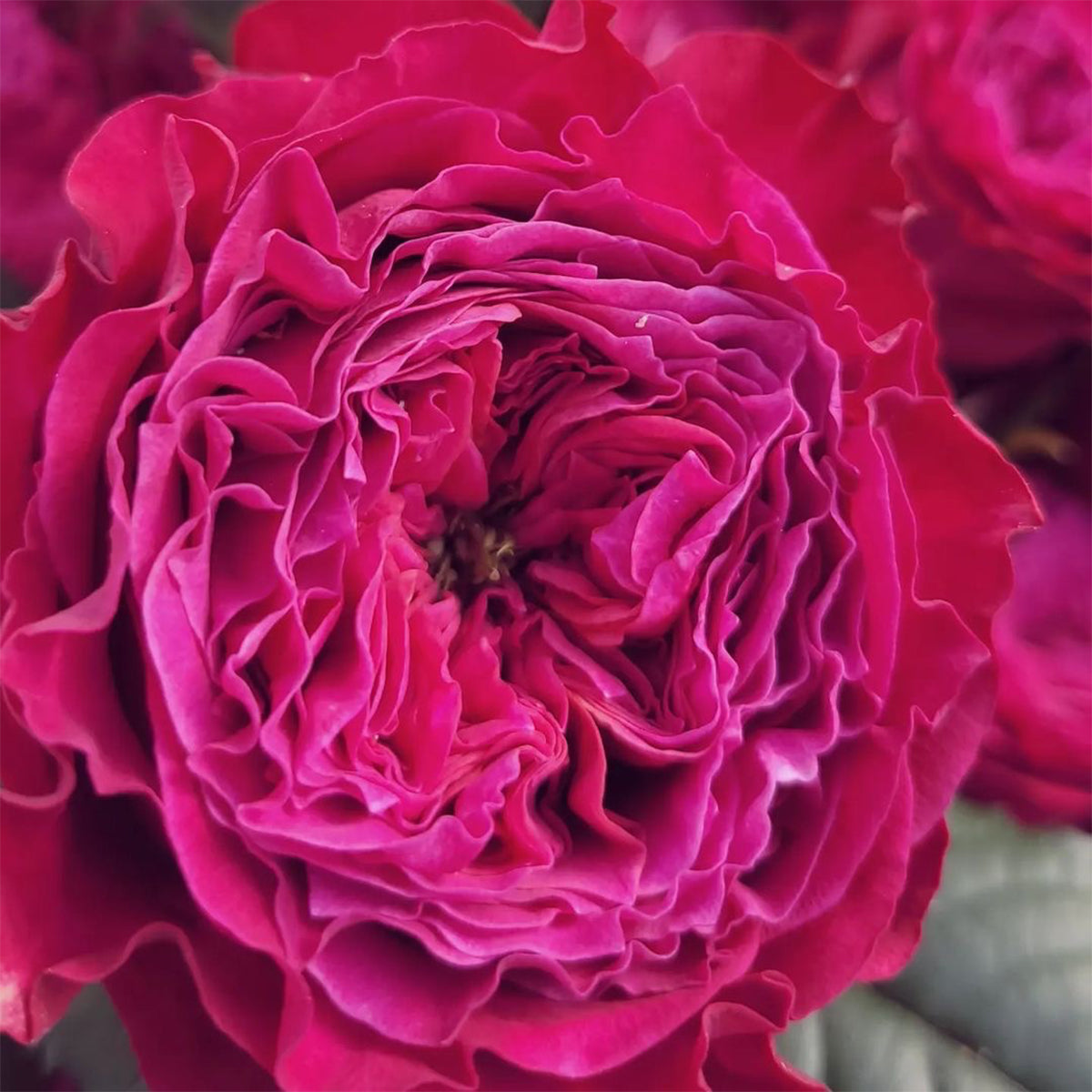 Magic Vuvuzela Dutch Florist Shrub Rose
