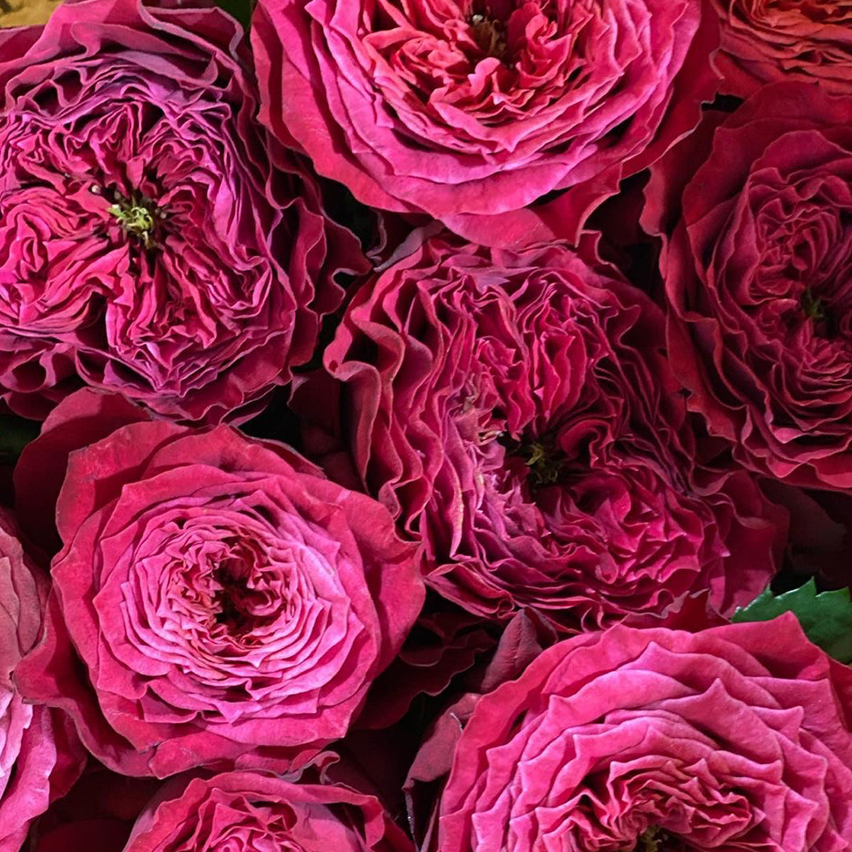 Magic Vuvuzela Dutch Florist Shrub Rose