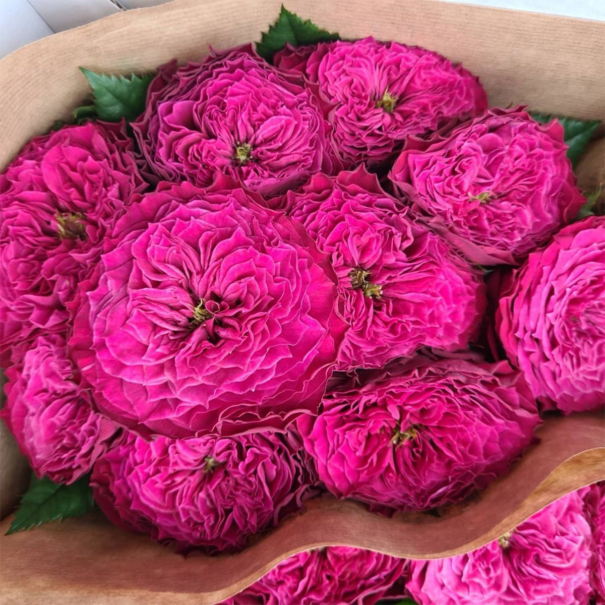 Magic Vuvuzela Dutch Florist Shrub Rose