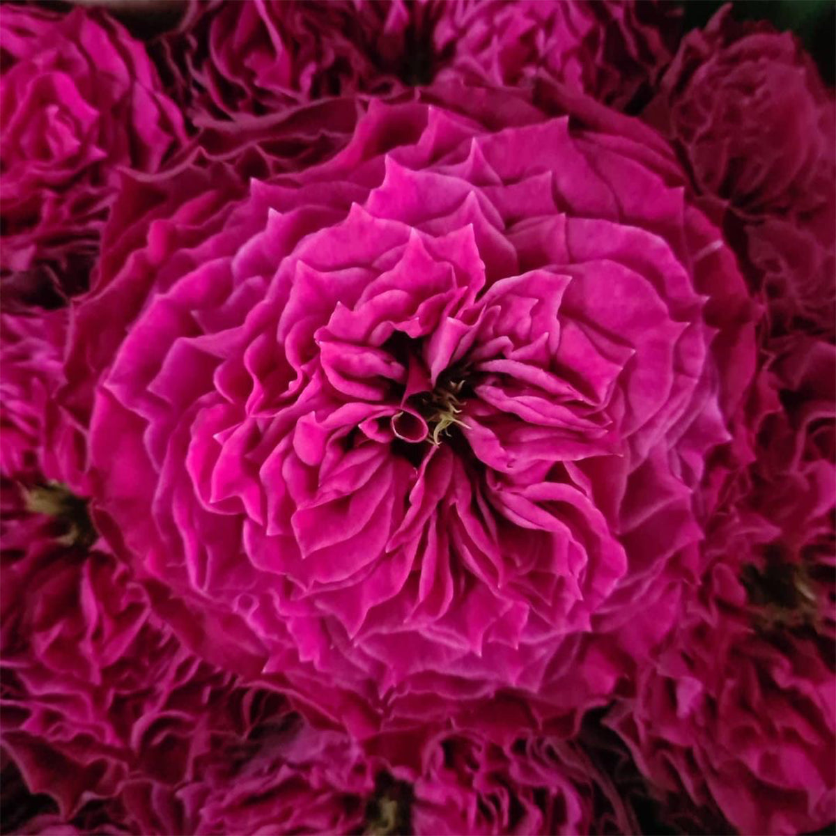 Magic Vuvuzela Dutch Florist Shrub Rose