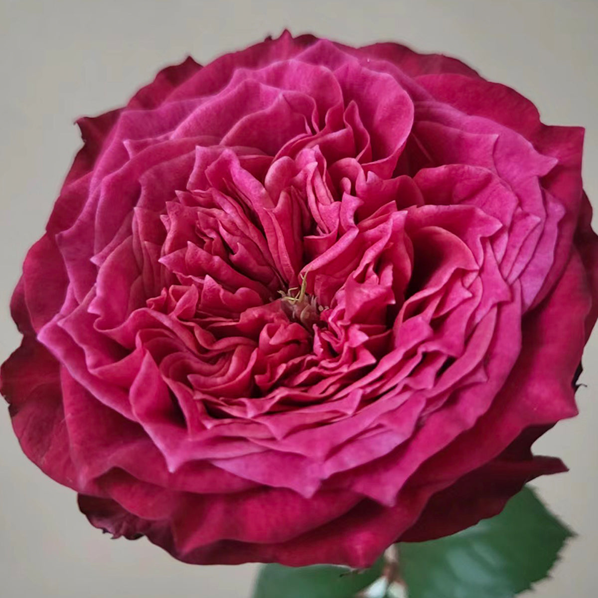 Magic Vuvuzela Dutch Florist Shrub Rose