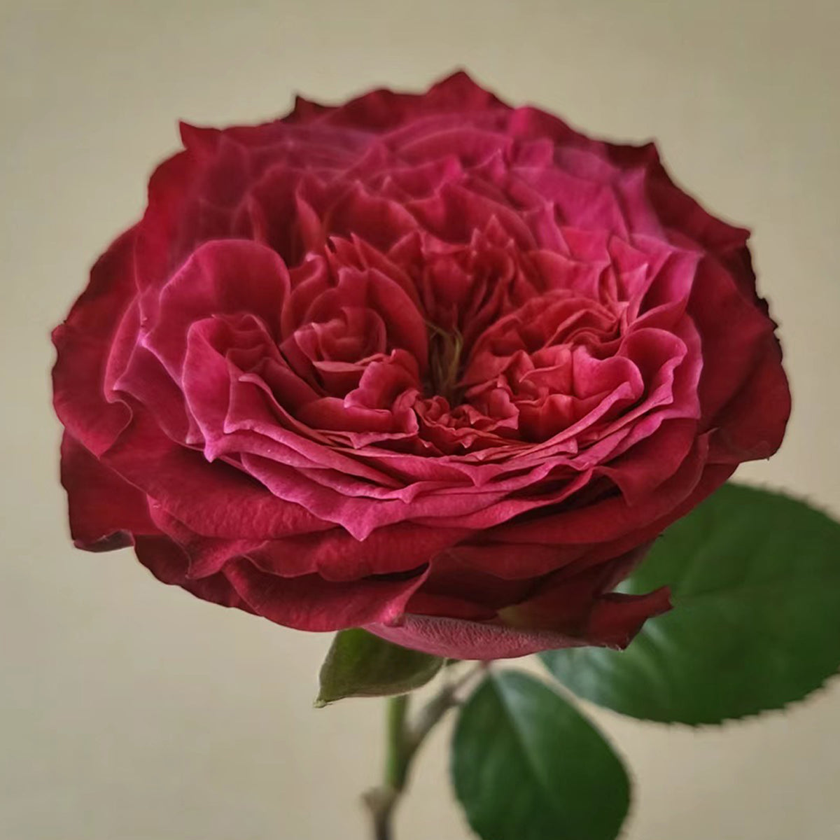 Magic Vuvuzela Dutch Florist Shrub Rose