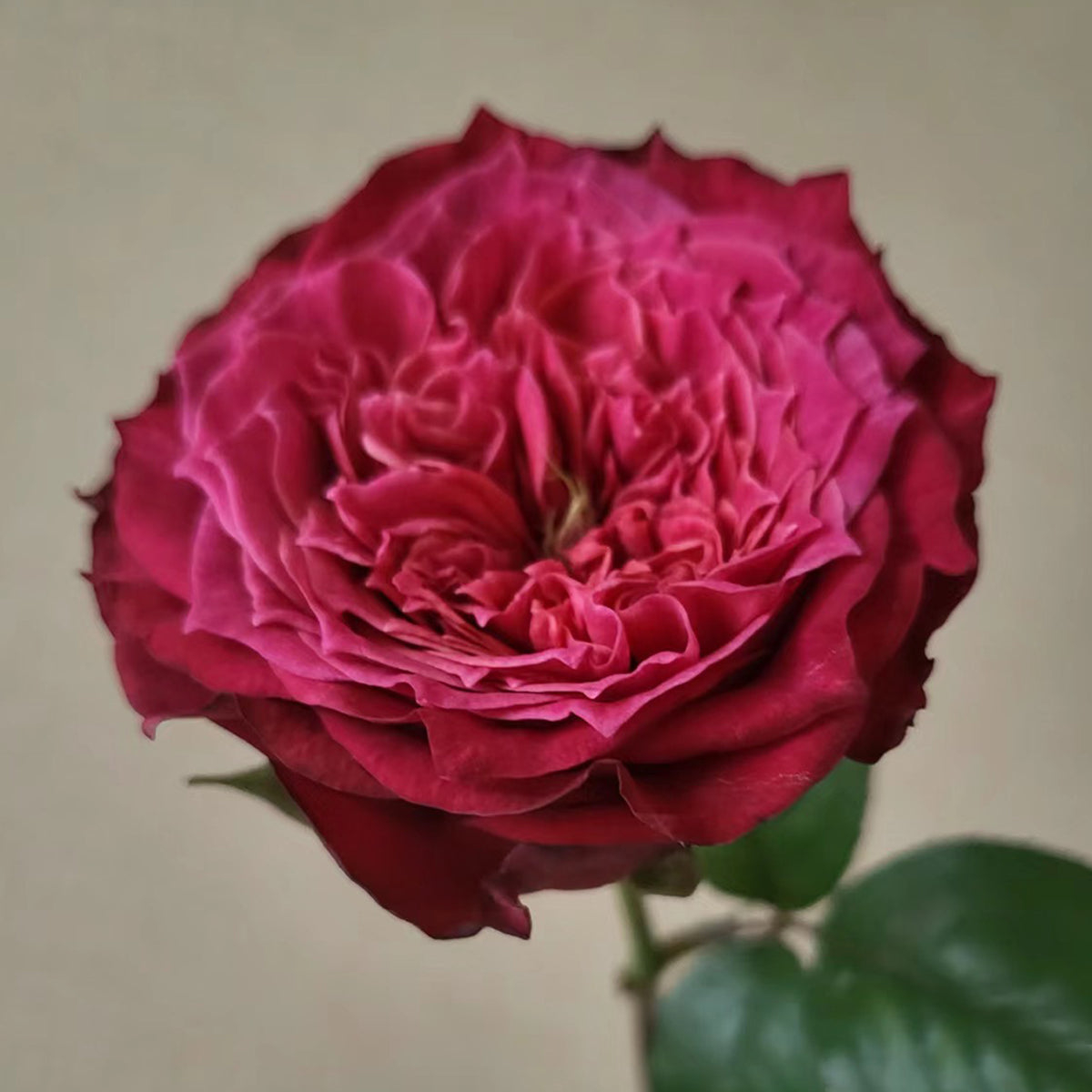 Magic Vuvuzela Dutch Florist Shrub Rose