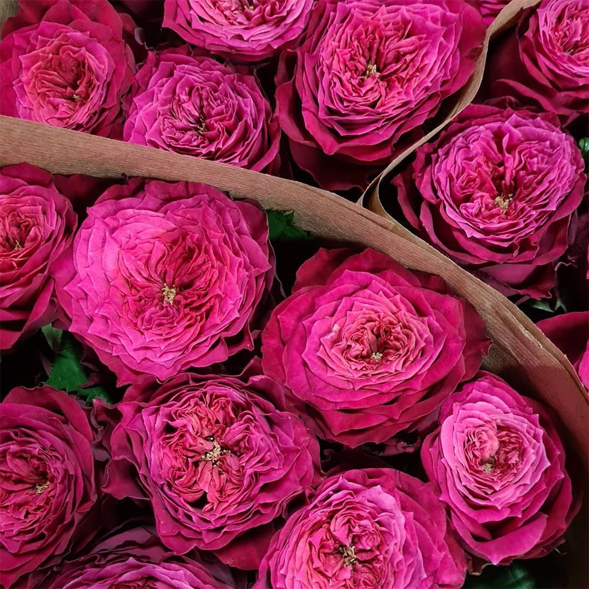 Magic Vuvuzela Dutch Florist Shrub Rose