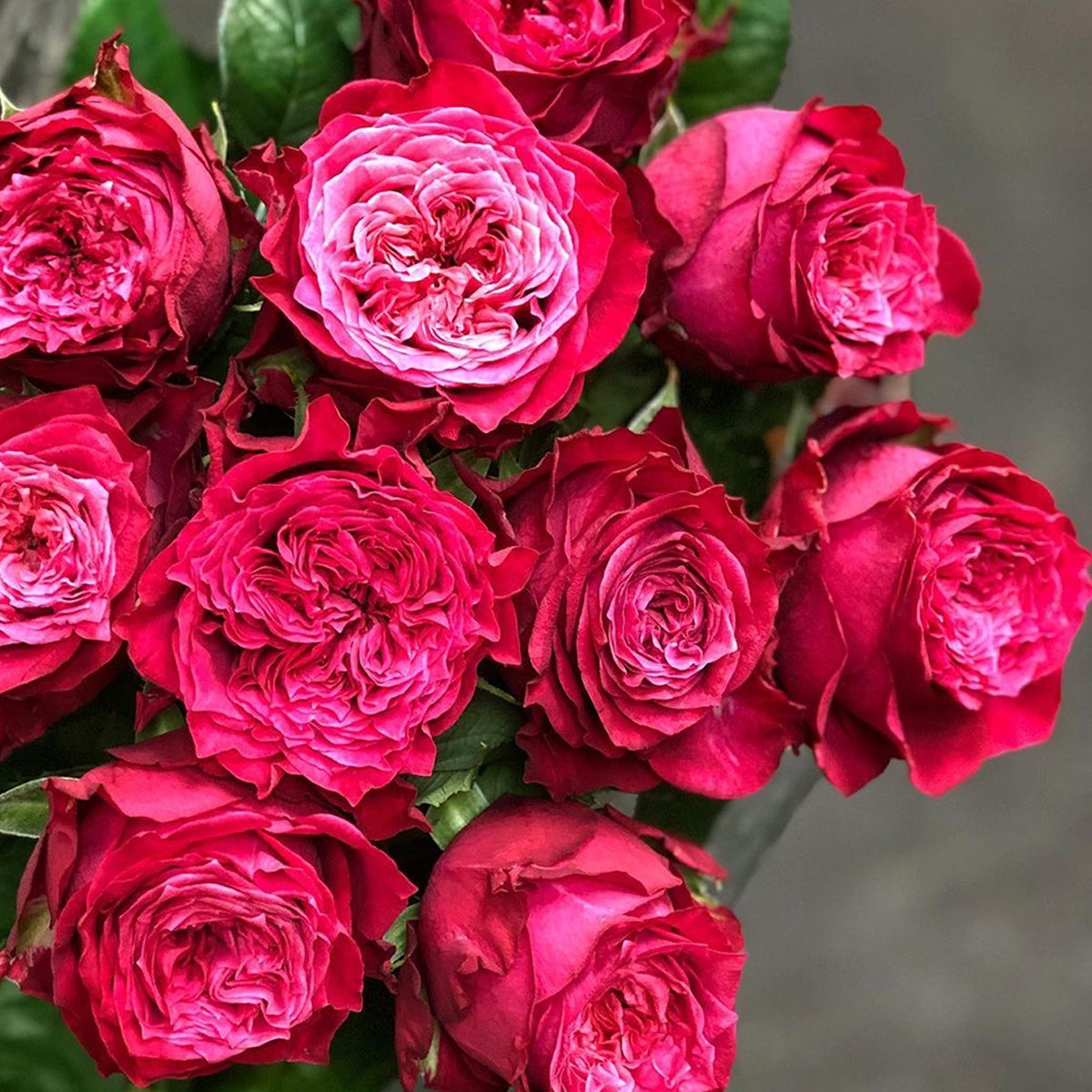 Magic Vuvuzela Dutch Florist Shrub Rose