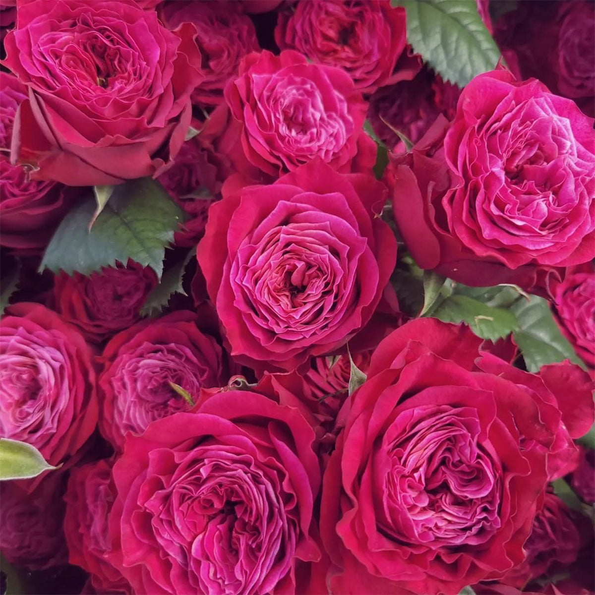 Magic Vuvuzela Dutch Florist Shrub Rose