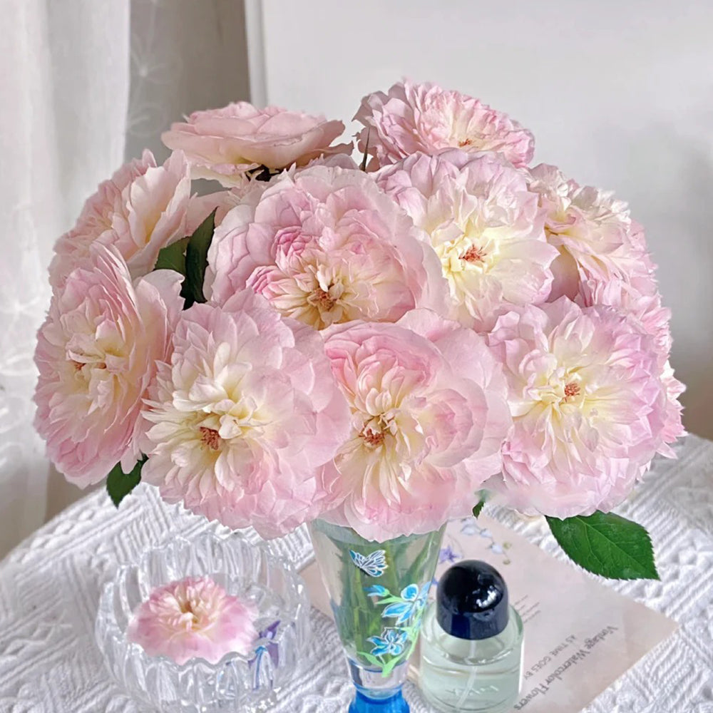 Malines Japanese Florist Shrub Rose