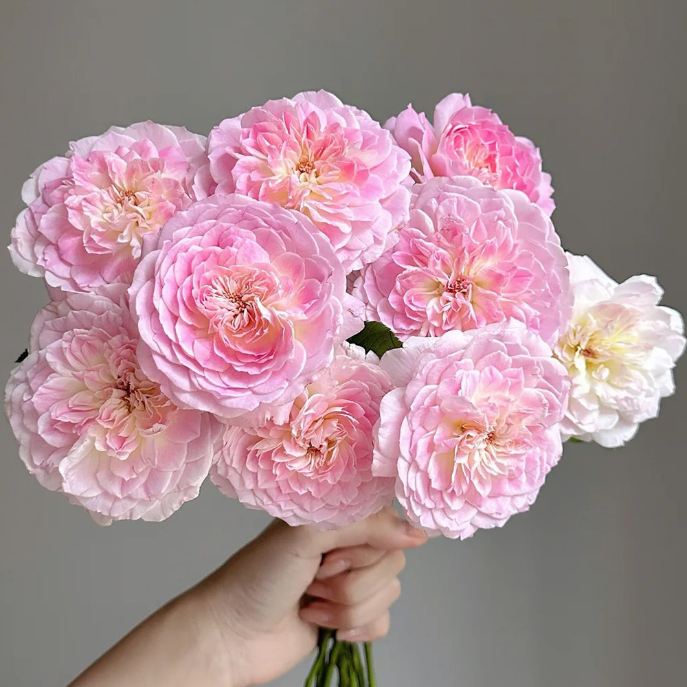 Malines Japanese Florist Shrub Rose