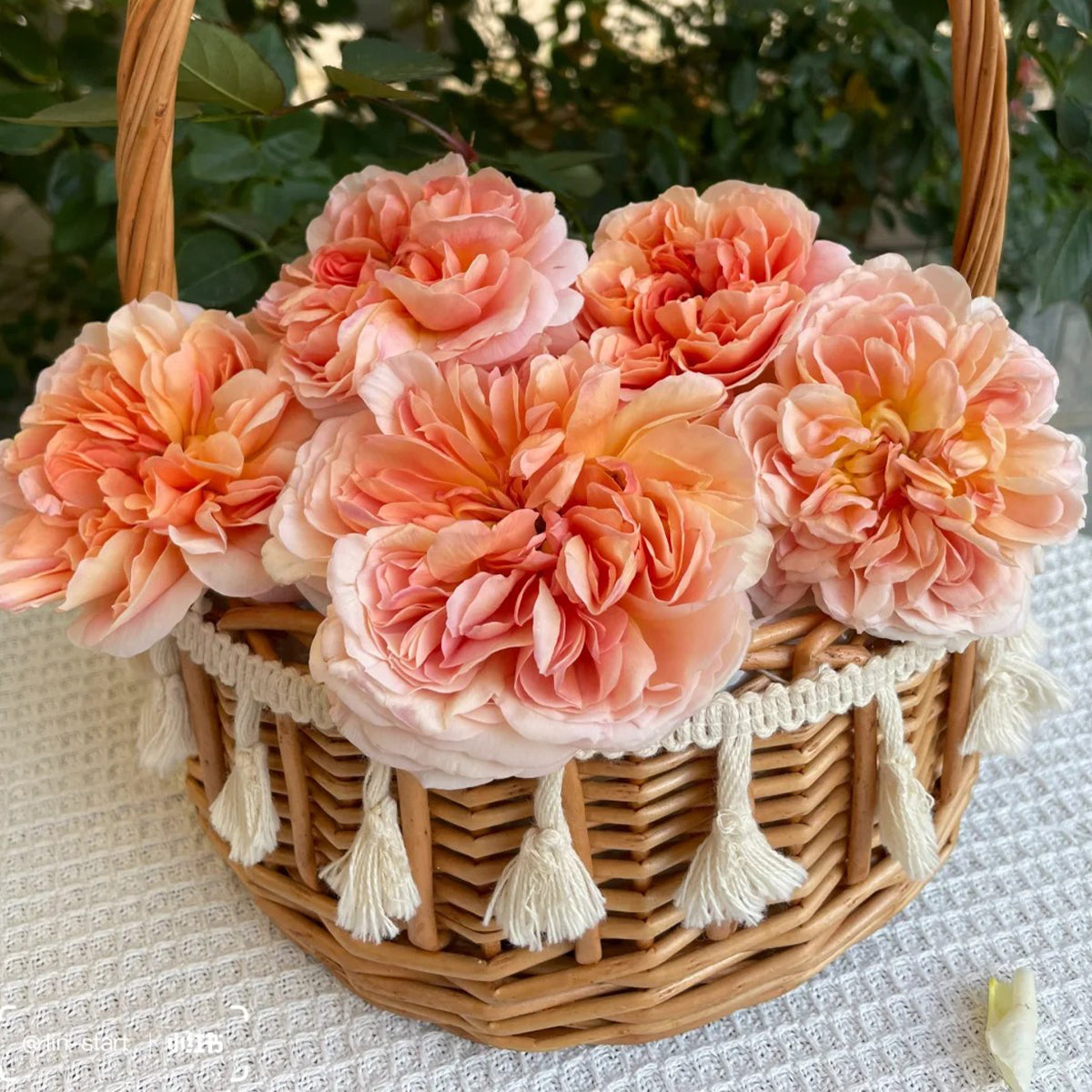 Mango Ambrosia Chinese Florist Shrub Rose