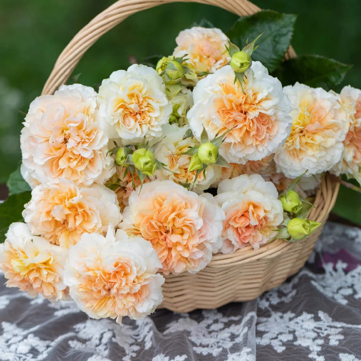 Mango Ambrosia Chinese Florist Shrub Rose