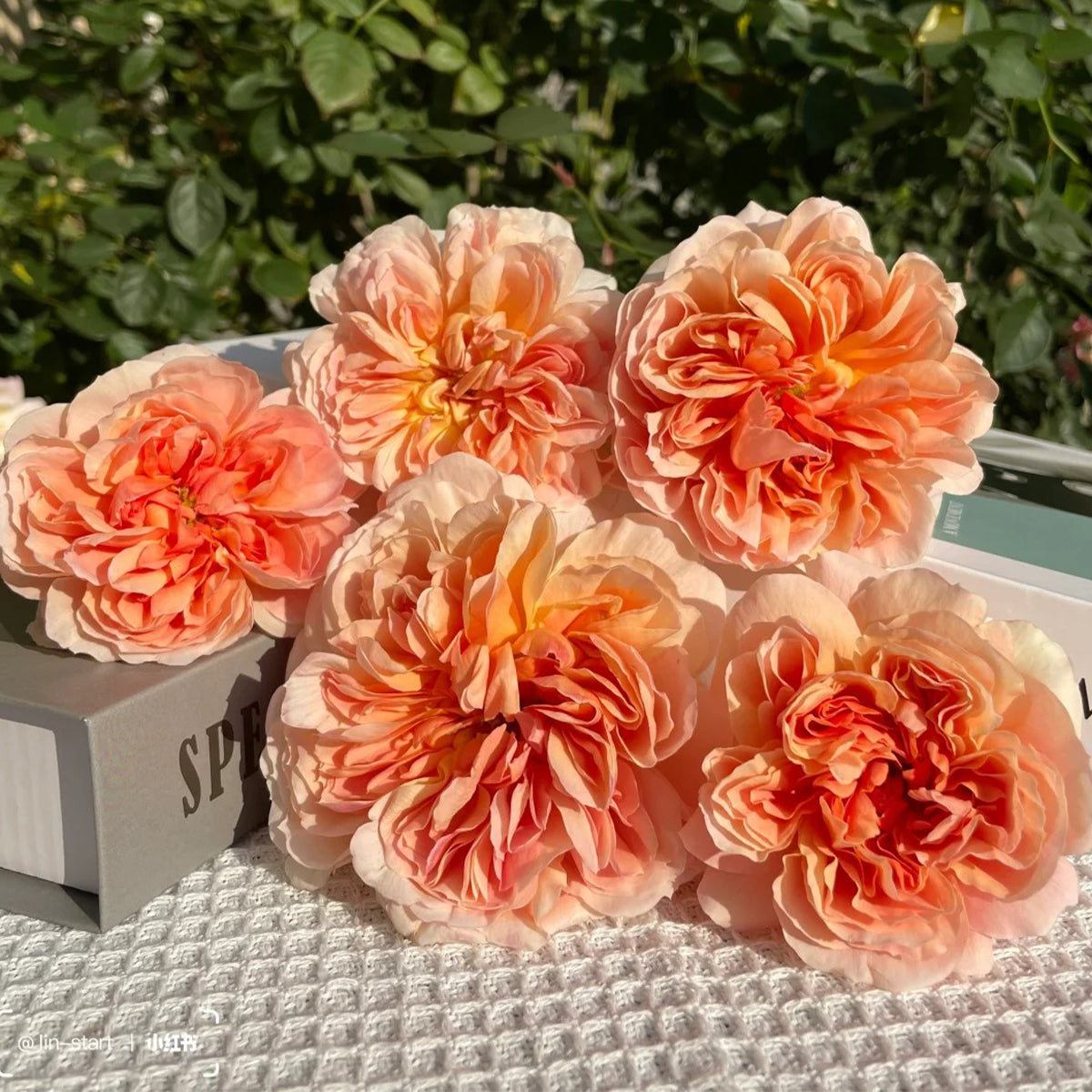 Mango Ambrosia Chinese Florist Shrub Rose