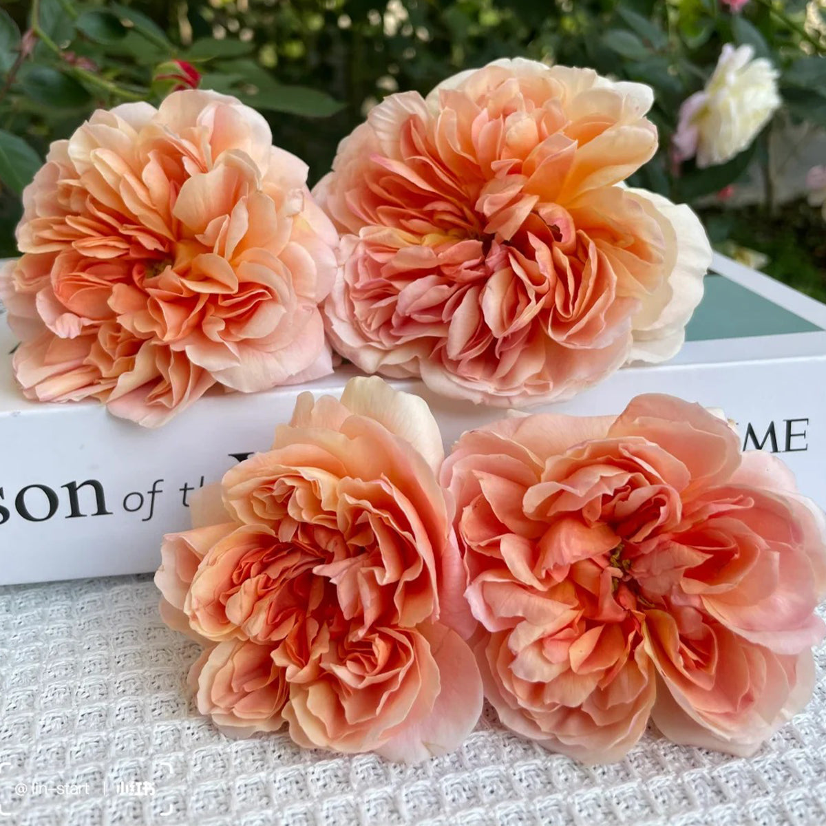 Mango Ambrosia Chinese Florist Shrub Rose