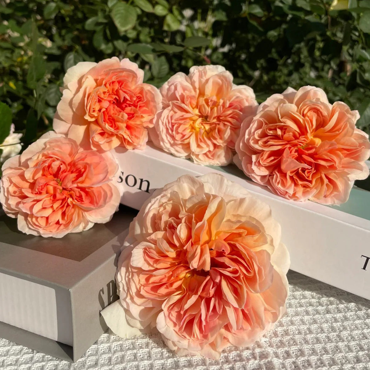 Mango Ambrosia Chinese Florist Shrub Rose