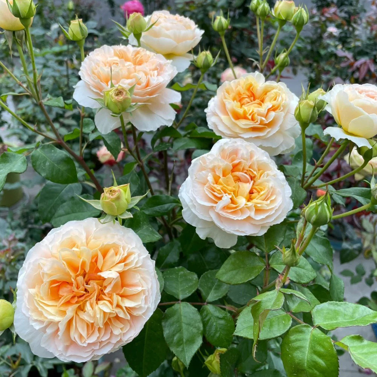 Mango Ambrosia Chinese Florist Shrub Rose
