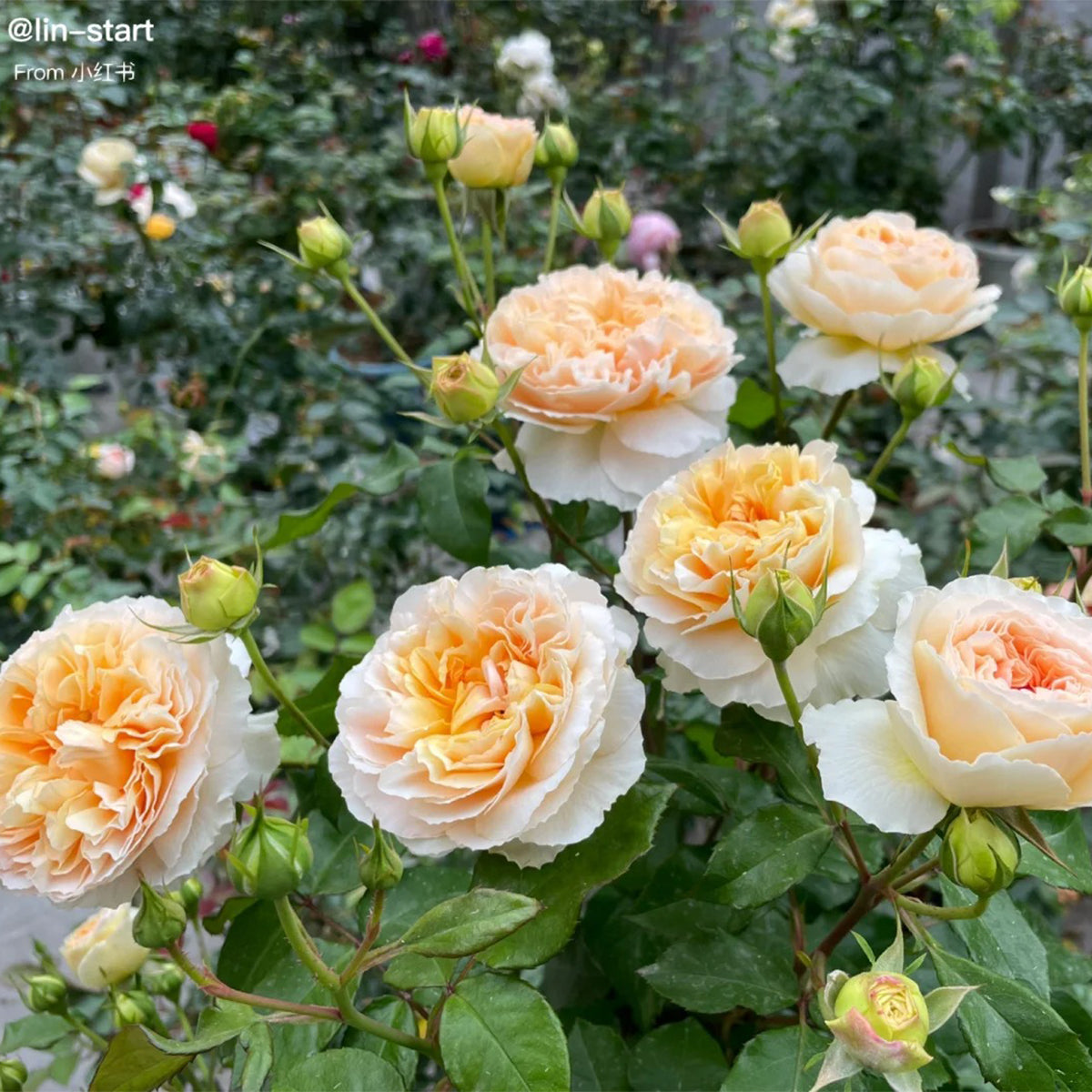 Mango Ambrosia Chinese Florist Shrub Rose