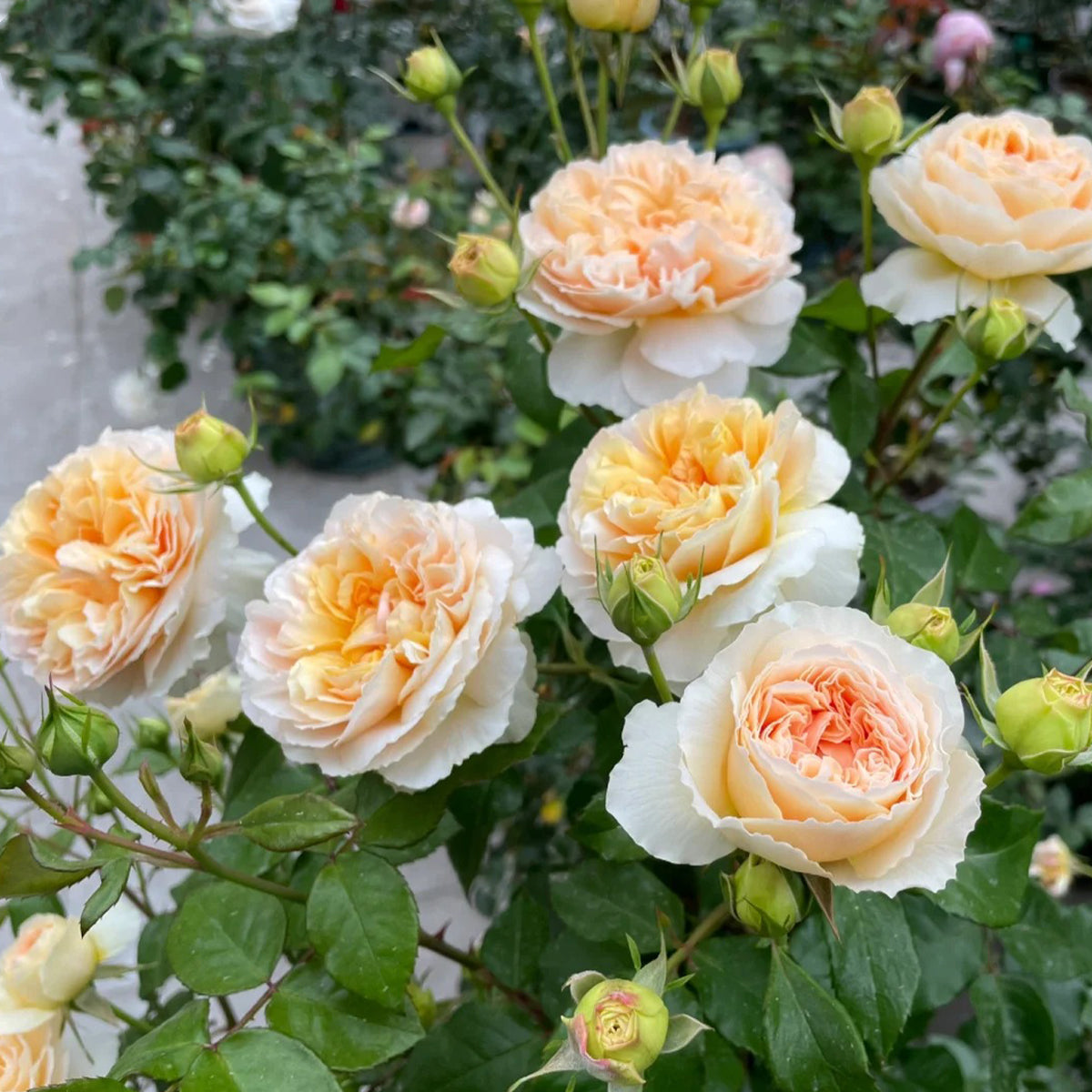 Mango Ambrosia Chinese Florist Shrub Rose