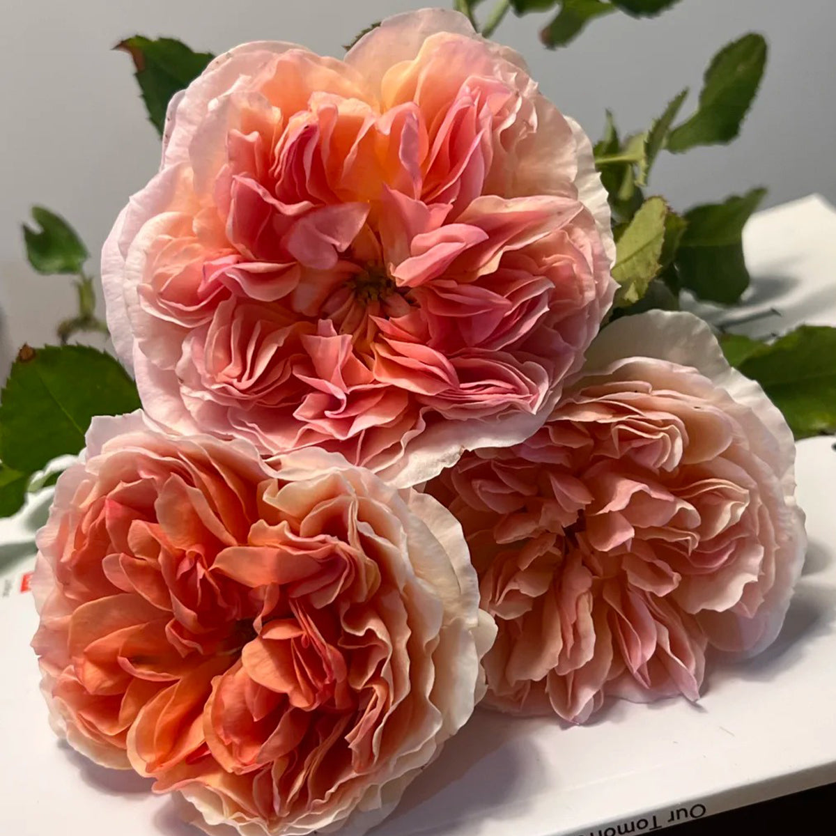 Mango Ambrosia Chinese Florist Shrub Rose