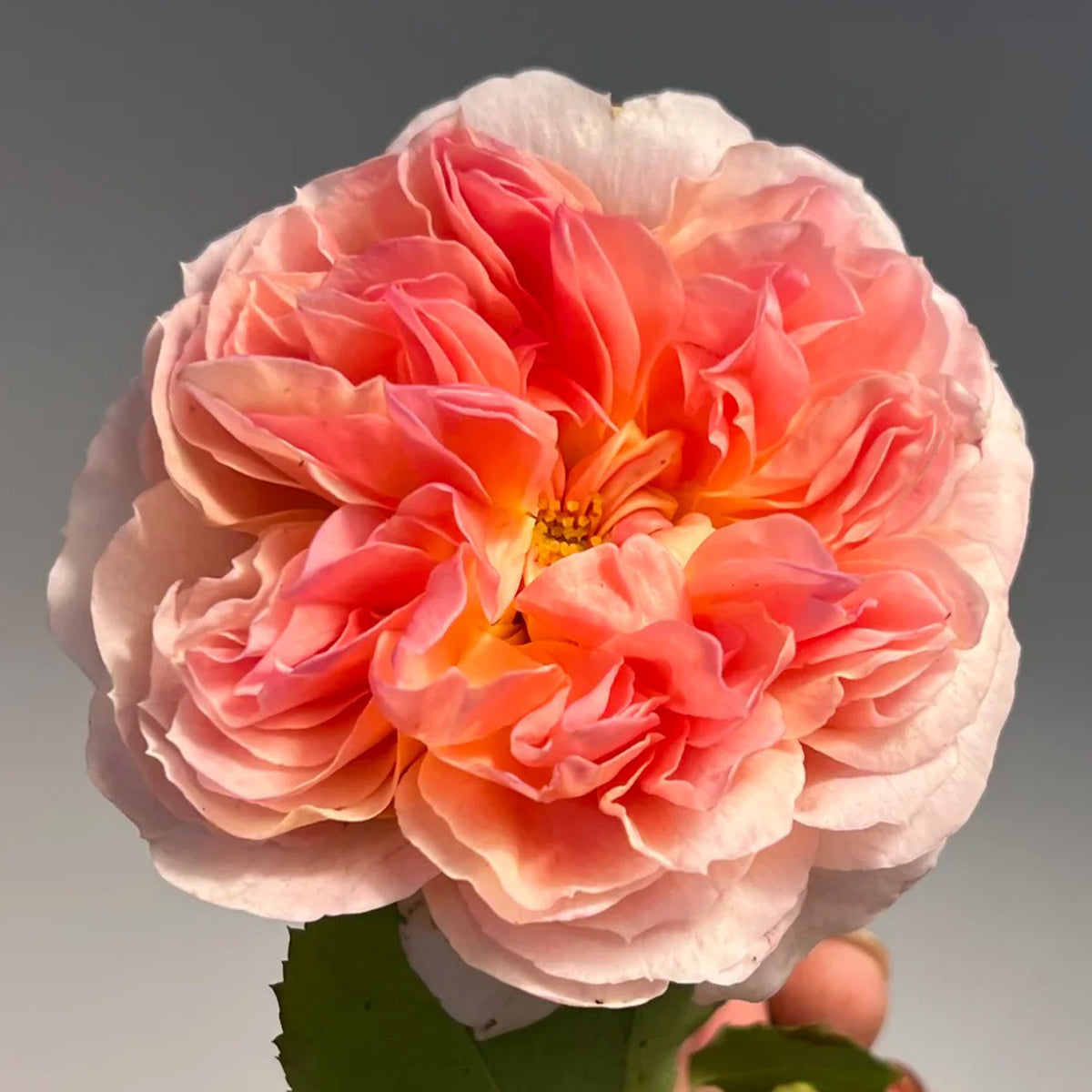 Mango Ambrosia Chinese Florist Shrub Rose