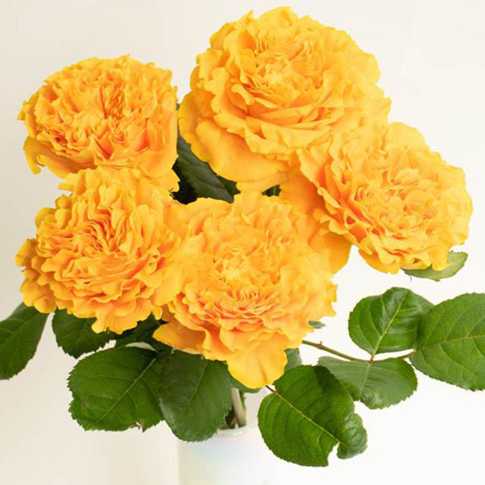 Mango Lieber Japanese Florist Shrub Rose
