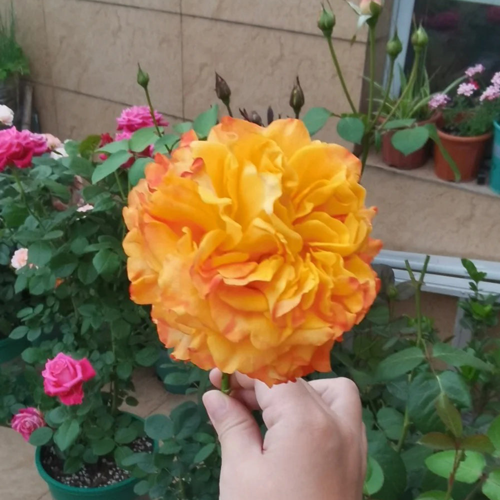 Mango Lieber Japanese Florist Shrub Rose