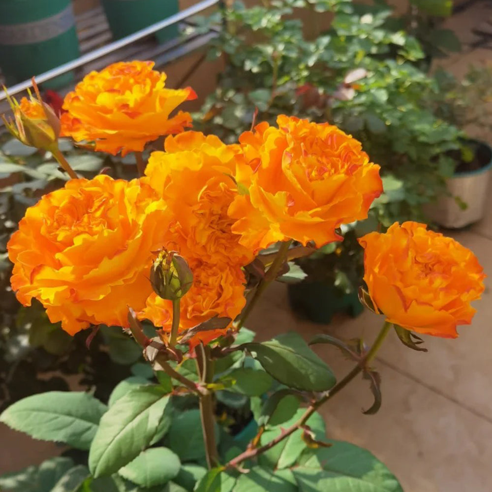 Mango Lieber Japanese Florist Shrub Rose